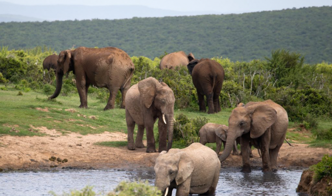 Addo Elephant Park