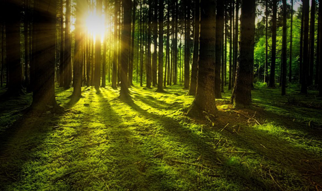 Forest Way Stutterheim