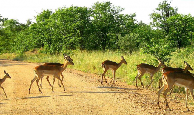 Kruger National Park