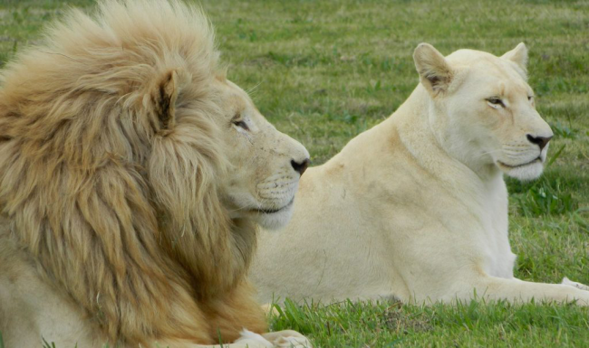 The Lion Park