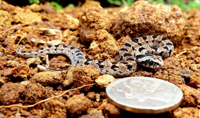 The Venom Pit Snake Park